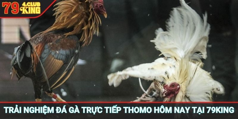 Trải nghiệm đá gà trực tiếp thomo hôm nay tại 79KING