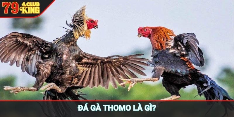 Đá gà Thomo là gì?