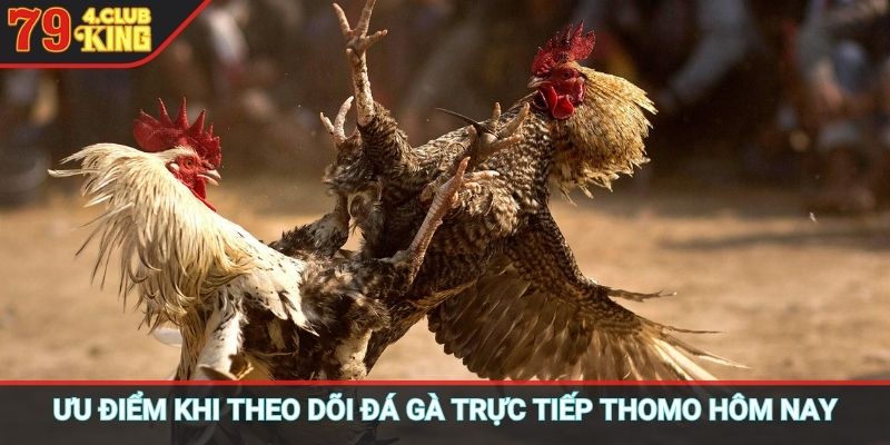 Ưu điểm khi theo dõi đá gà trực tiếp thomo hôm nay